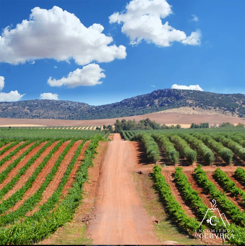 encomienda de cervera vineyard